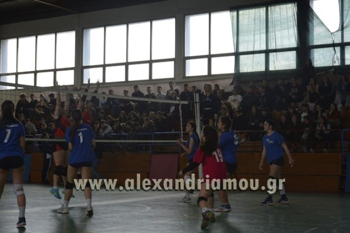 volley _1ogel-kassandra036